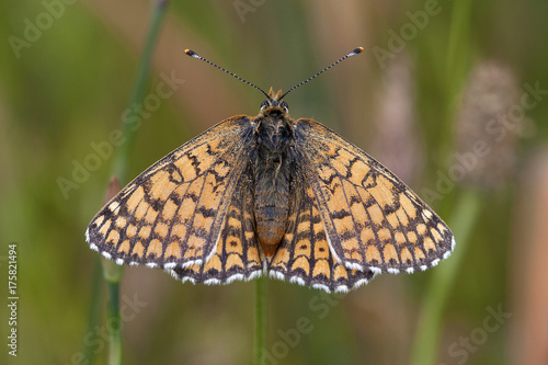 Melitaea cinxia photo