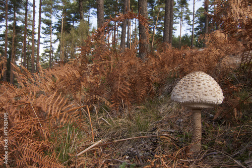 Macrolepiota forest photo