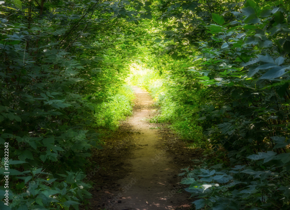 Obraz premium path in the woods