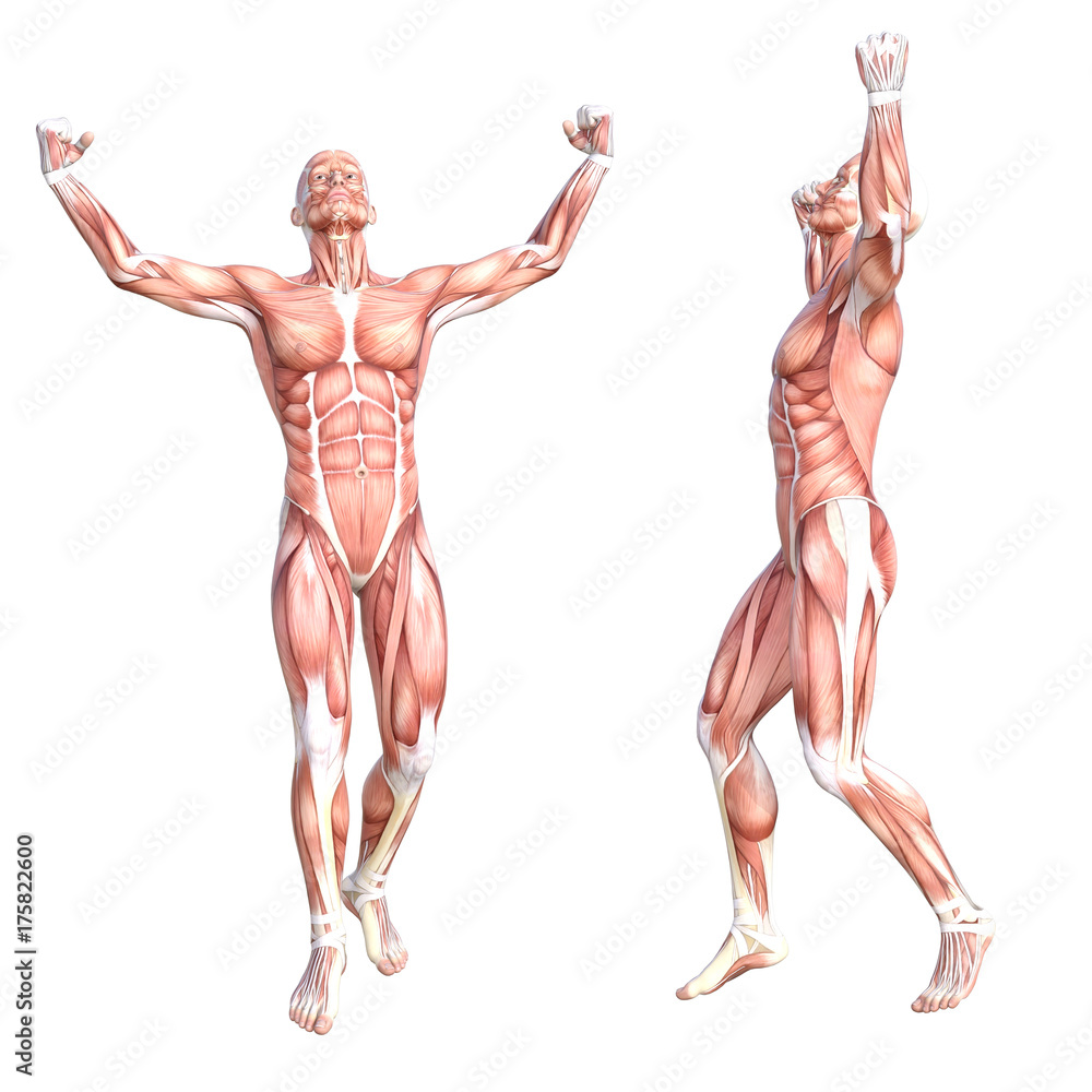 Conceptual anatomy healthy skinless human body muscle system set. Athletic young adult man posing for education, fitness sport, medicine isolated on white background. Biology science 3D illustration Conceptual anatomy healthy skinless human body muscle system set. Athletic young adult man posing for education, fitness sport, medicine isolated on white background. Biology science 3D illustration