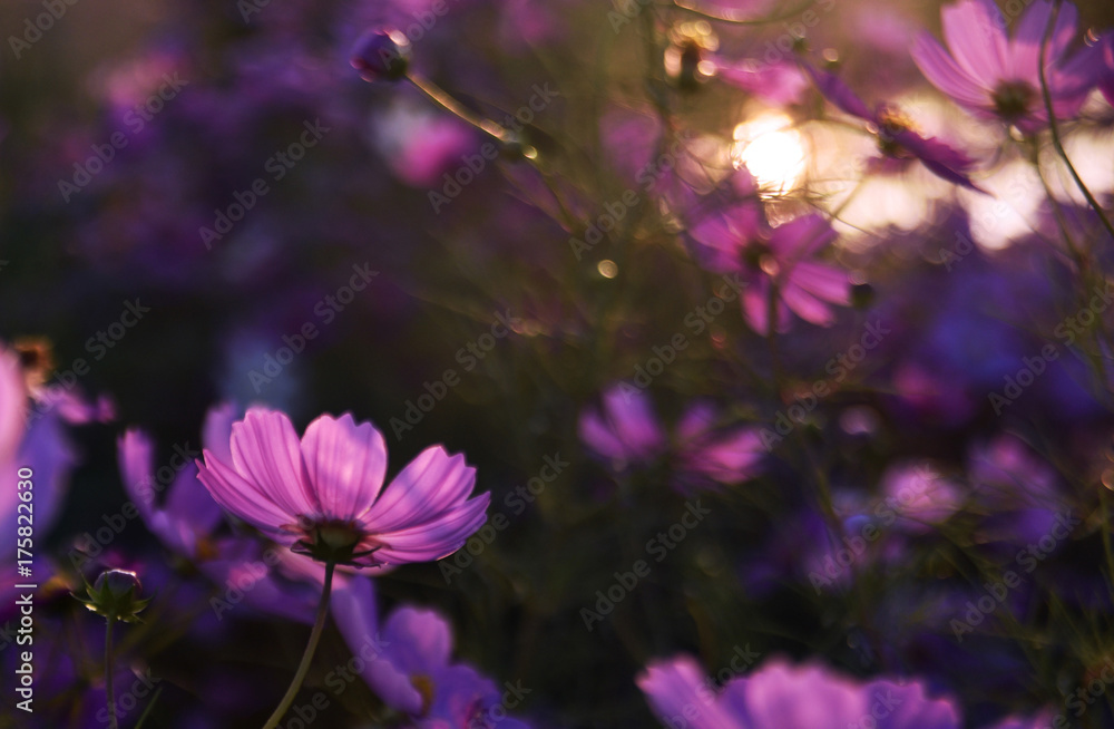 SUNSET COSMOS SUNSET COSMOS