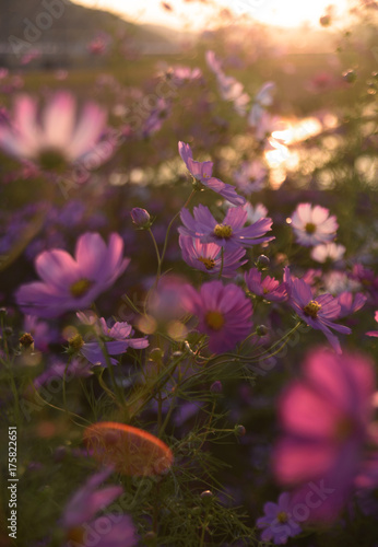 SUNSET COSMOS