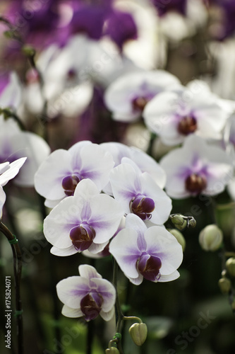 Orchid Flowers