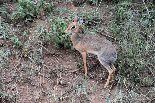 Dik-Dik a little scared at Serengeti, Tanzania © JeanYves