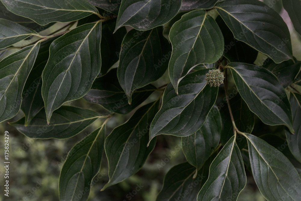 Obraz premium Thick leaves and cute fruit of Korean dogwood