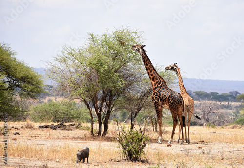 Photography A couple of giraffes at Tarangire, Tanzania