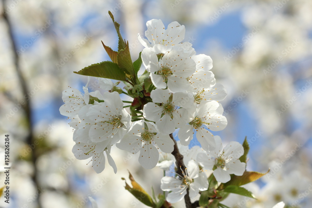 apple blossom