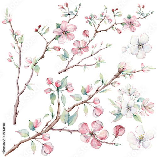 Naklejka na ścianę ręcznie rysowane gałęzie i kwiaty jabłoni, kwitnące drzewo.