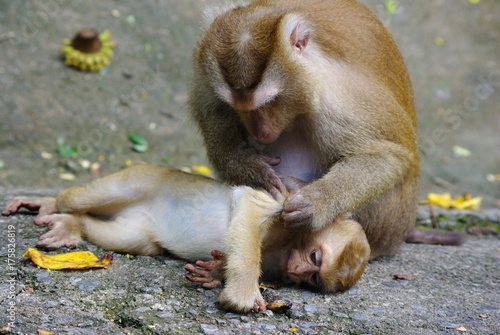 Mom and baby monkey grooming © renat71