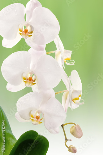 Fototapeta Naklejka Na Ścianę i Meble -  orchidée blanche sur fond vert 