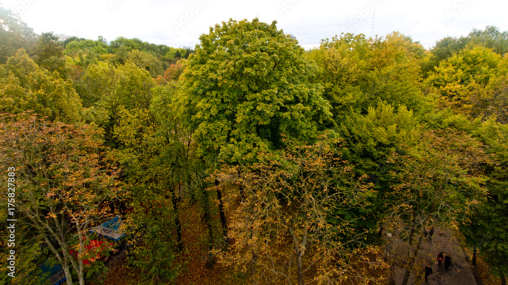 Green tree on Aerial view.