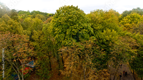 Green tree on Aerial view.