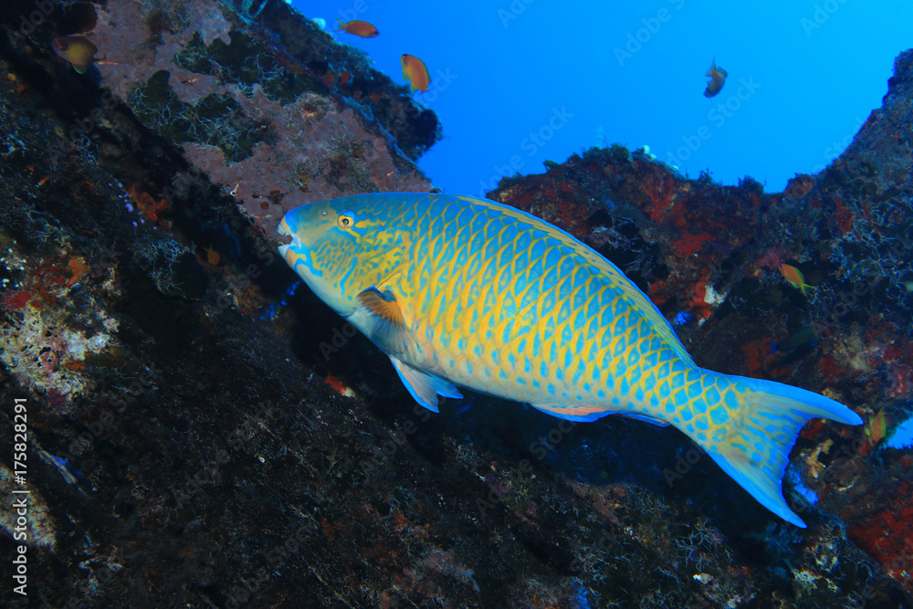 Obraz premium Parrotfish