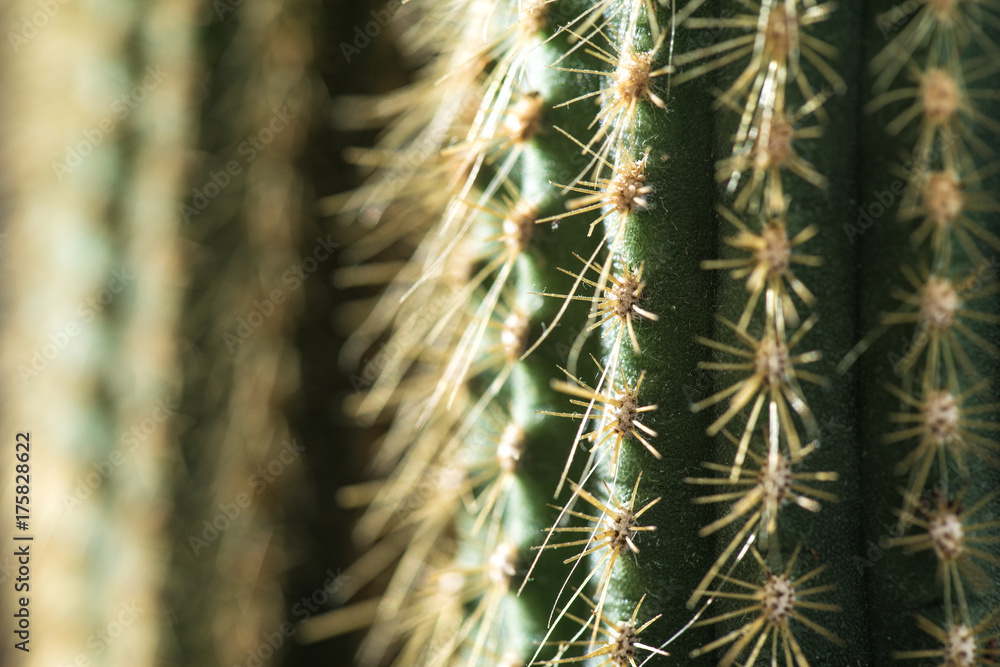 Cactus close-up. Home indoor plants with thorns. A succulent Cactus close-up. Home indoor plants with thorns. A succulent