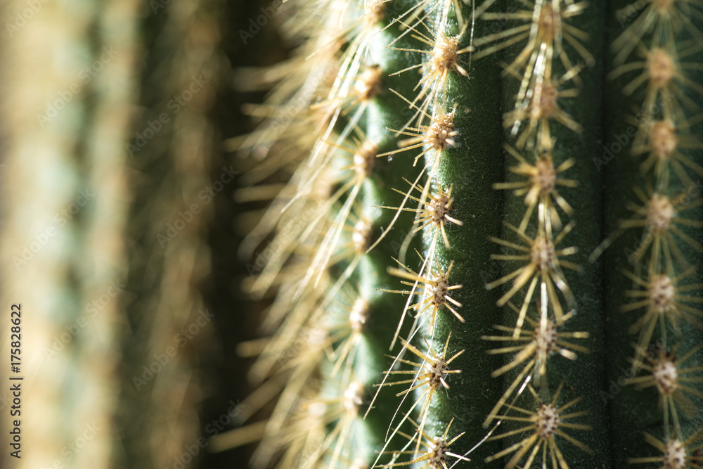 Cactus close-up. Home indoor plants with thorns. A succulent