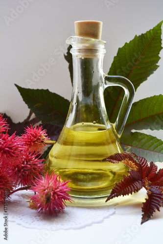 castor oil, container of ready-to-use in medicine and cosmetics castor oil, cones and leaves of the plant of castor oil