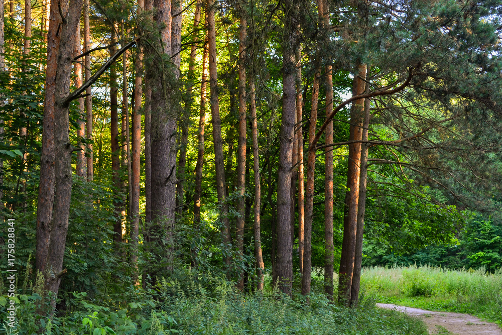 Fototapeta premium A path in a pine forest. Sunlight between the trees. Summer. Russia.