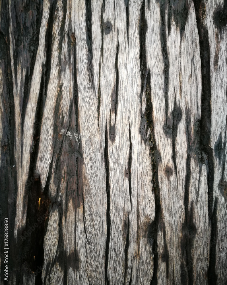 Obraz premium Tekstura drzewa, tło drewna