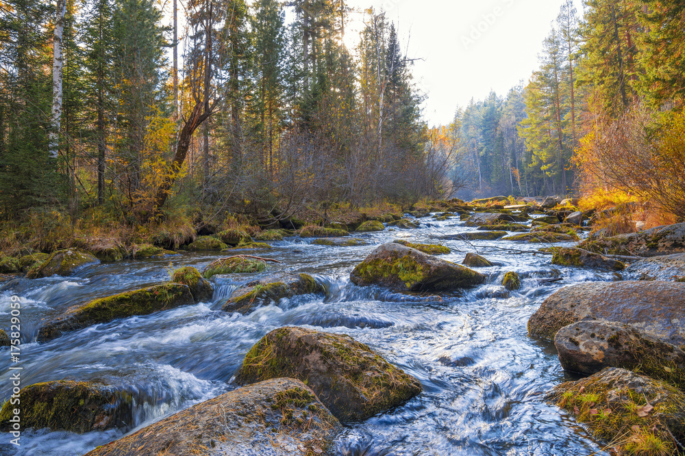 Autumn landscape on a forest river.