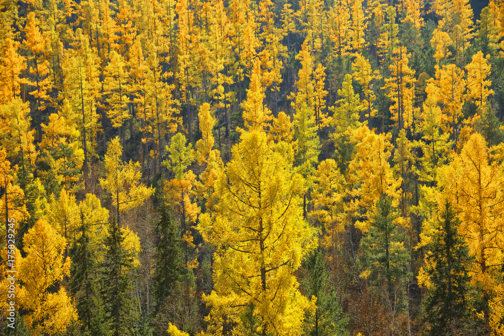 Fototapeta premium Autumn landscape. Larch forest.