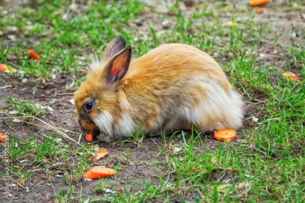 Cute ginger rabbit eating carrot on a meadow with green grass Cute ginger rabbit eating carrot on a meadow with green grass