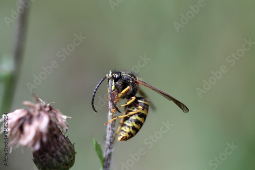 Macro photo of a wasp © ChrWeiss