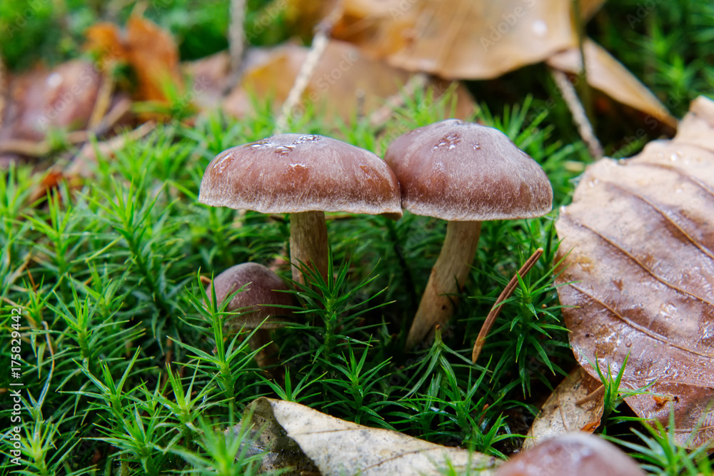 Wild mushrooms growing in a forest Wild mushrooms growing in a forest