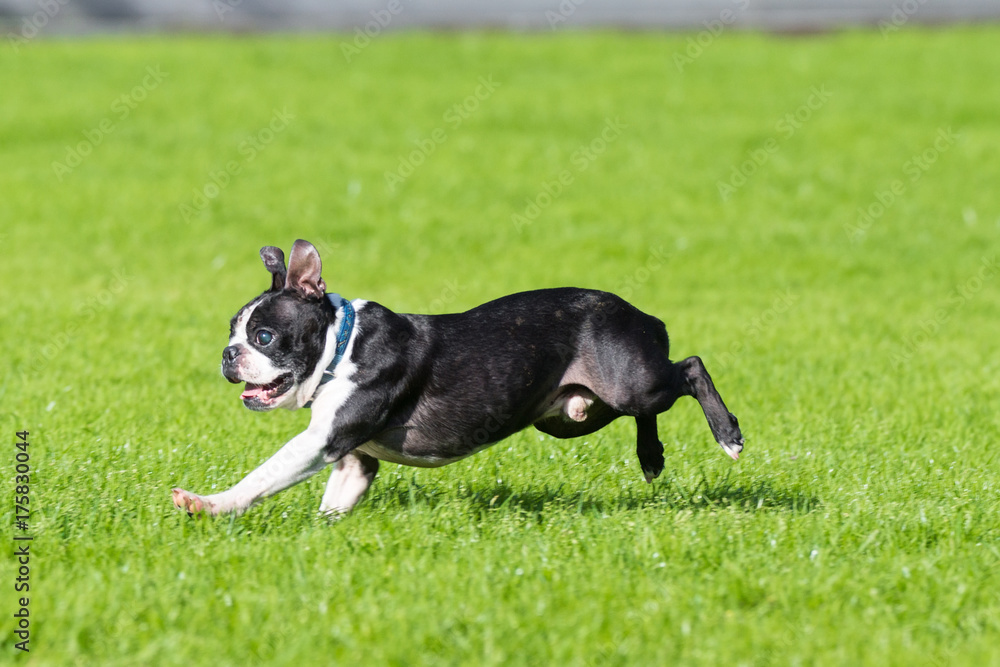 bulldog plays on the grass
