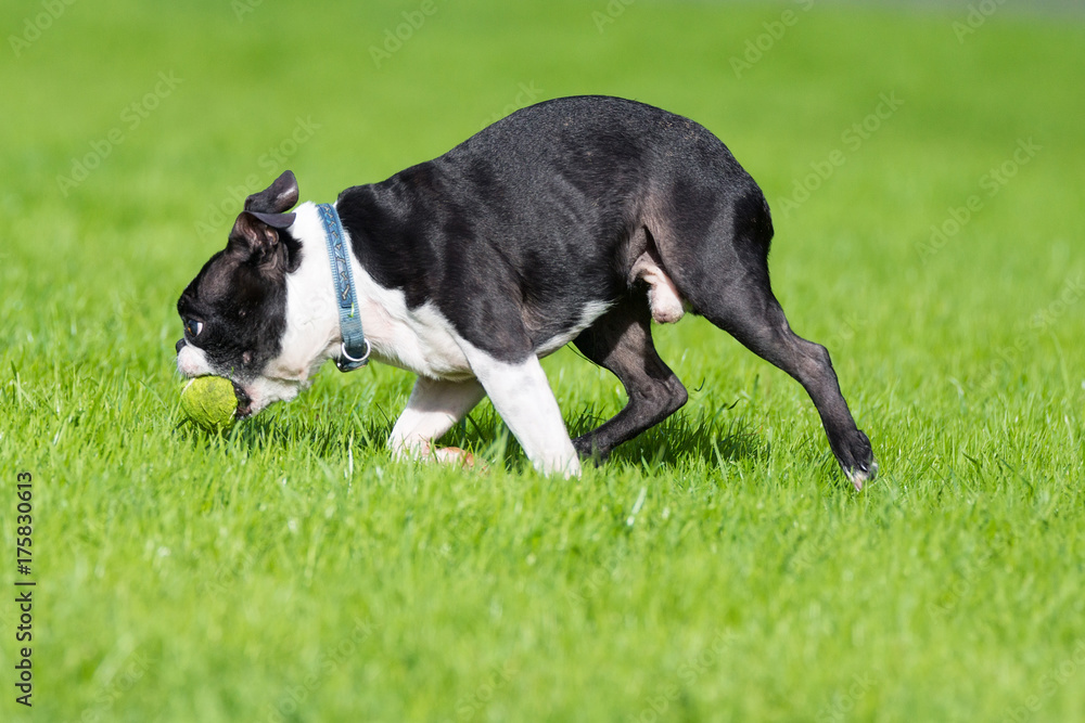 bulldog plays on the grass
