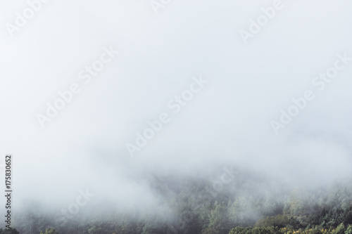 Nebel im Wald © Sophie