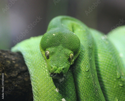 green tree python (Morelia viridis)