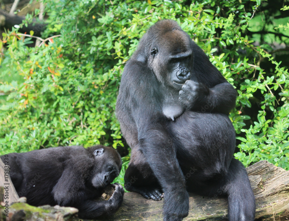 western lowland gorilla (Gorilla gorilla gorilla)