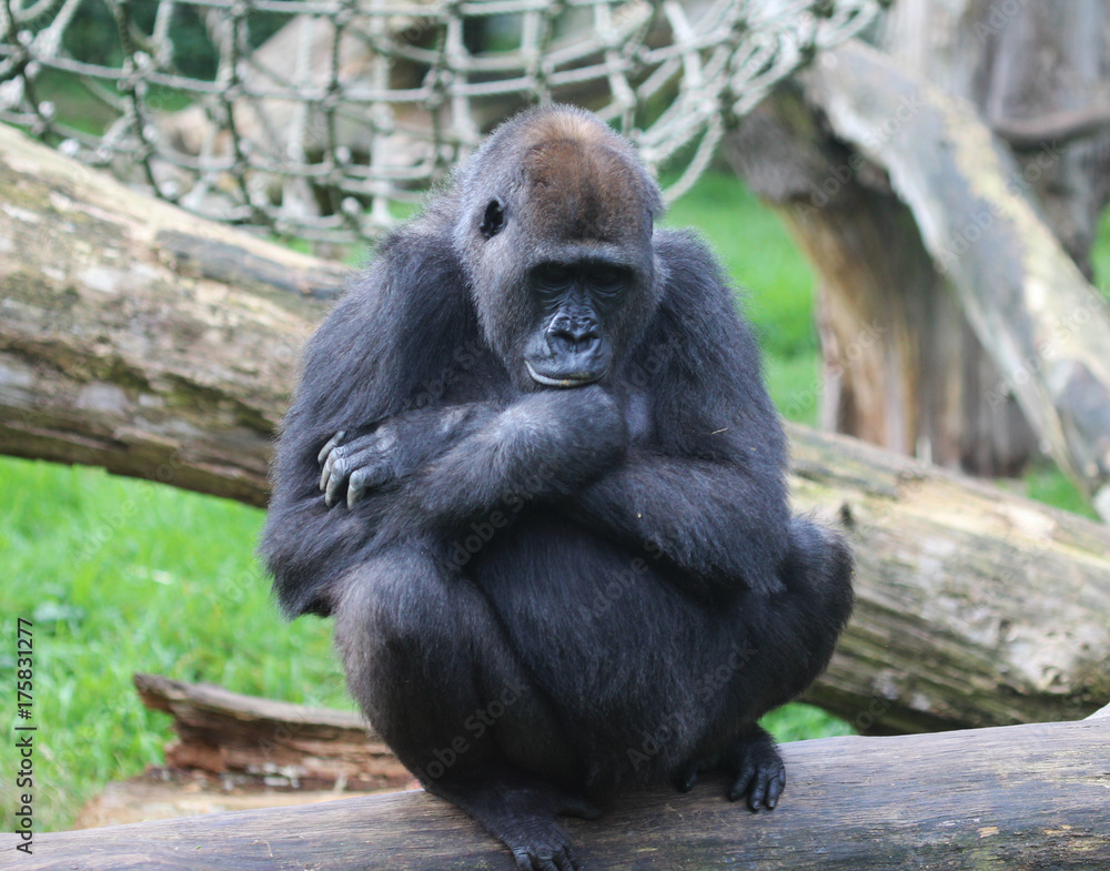 western lowland gorilla (Gorilla gorilla gorilla) western lowland gorilla (Gorilla gorilla gorilla)