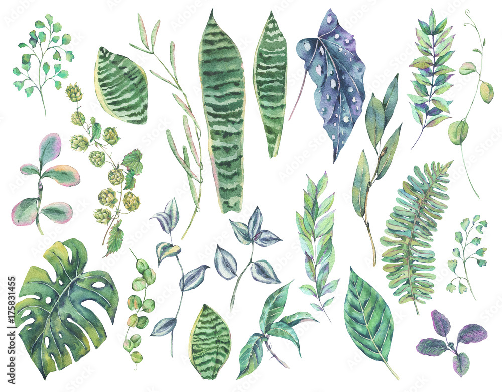 Obraz premium Greenery set of exotic watercolor green tropical leaves