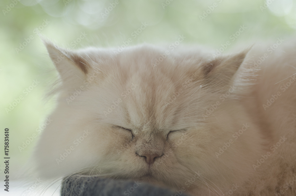 White persian cat are sleeping.