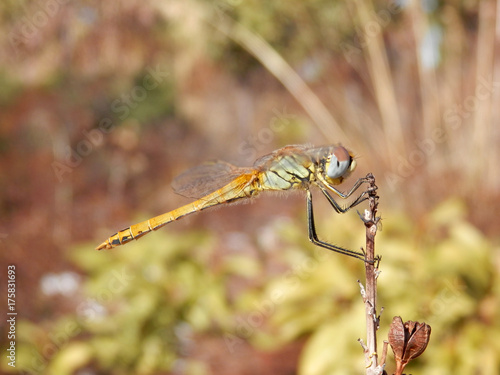 libellula