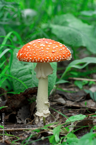 Красивый красный мухомор. Ядовитый гриб. Поганка. Beautiful red fly agaric. Poisonous mushroom. Toadstool 