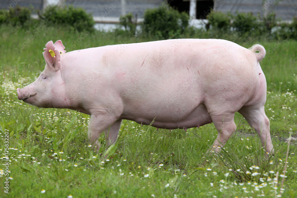Sow pig runs across summer pasture meadow Sow pig runs across summer pasture meadow