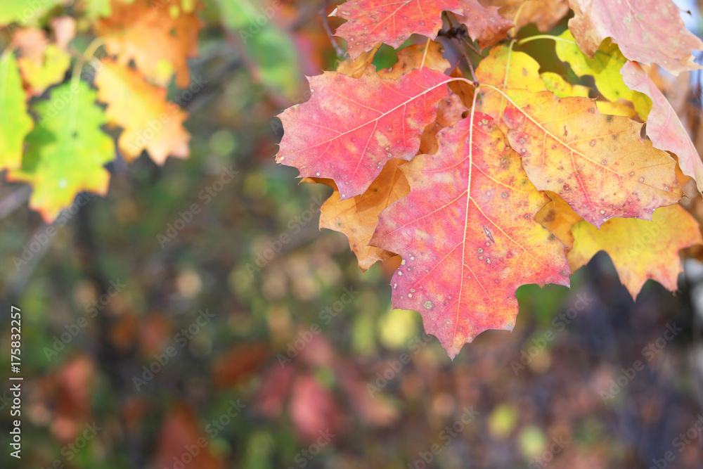 Red, yellow and green oak leaves as a natural autumn colored background Red, yellow and green oak leaves as a natural autumn colored background
