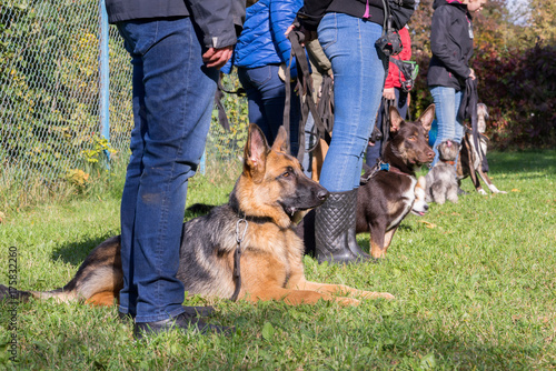 Photography Group of dogs with owners at obedience class