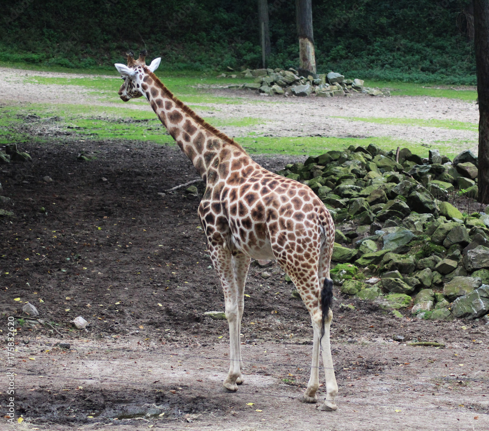Obraz premium Rothschild's giraffe (Giraffa camelopardalis rothschildi)