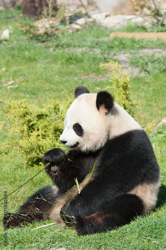 Panda Panda