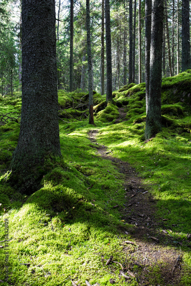 Fototapeta premium Green juicy mossy pine tree forest in Helsinki Finland