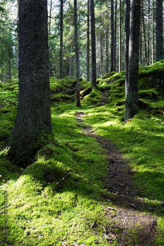 Green juicy mossy pine tree forest in Helsinki Finland