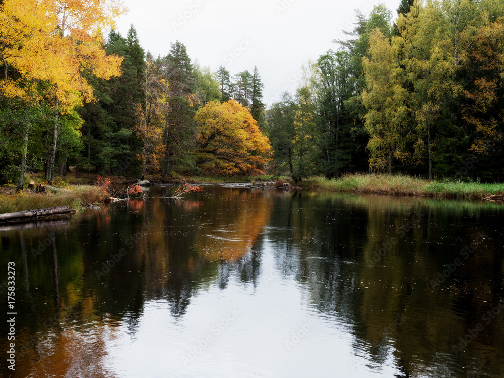 Swedish river and natural salmon area in autumn