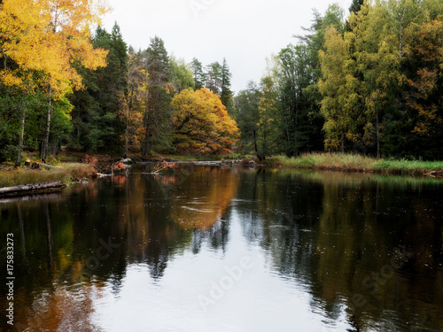 Swedish river and natural salmon area in autumn
