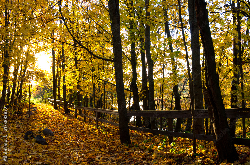 Obraz premium Autumn juice