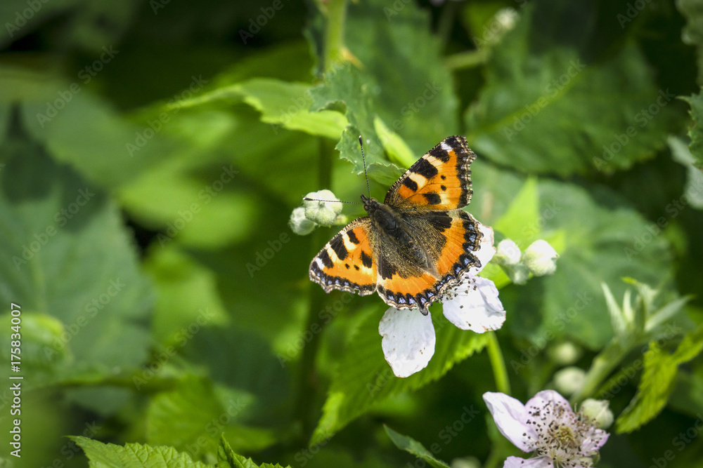 Fototapeta premium Orange Tortoiseshell butterfly on white flowers