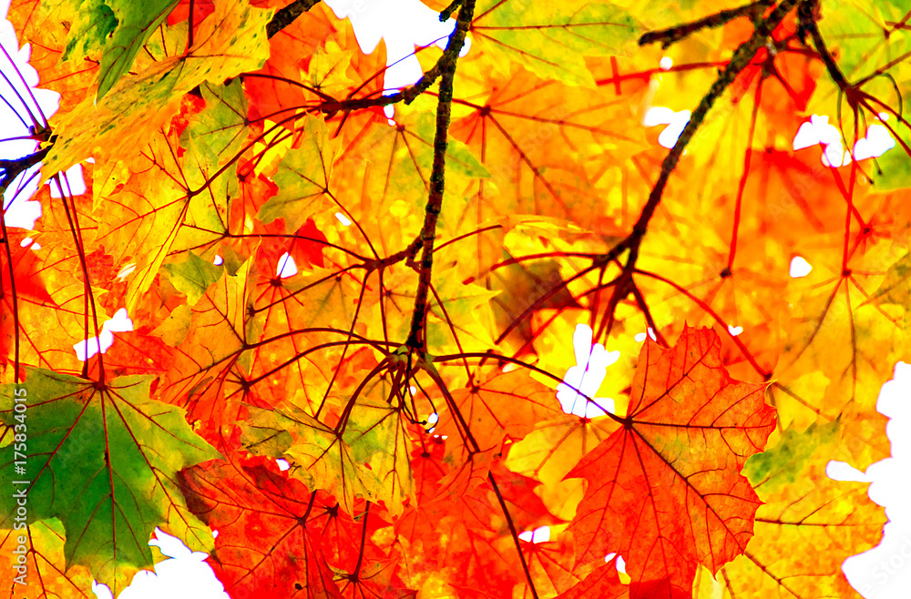 Ahornbaum Zweig mit schönen herbstlichen Blättern Ahornbaum Zweig mit schönen herbstlichen Blättern