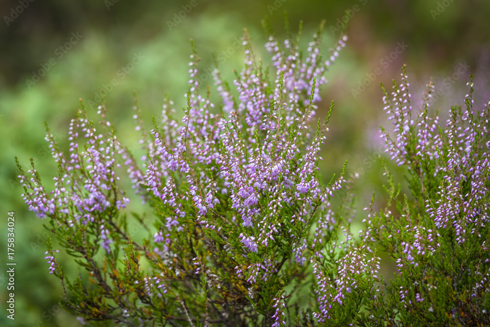 Heather plant in wild nature Heather plant in wild nature